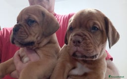 Dogue de Bordeaux cani in vendita: Disponibili Cuccioli di Dogue de Bordeaux a Provincia di Modena - Immagine 15