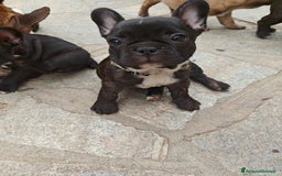 Bulldog Francese cani in vendita: CUCCIOLI DI BULLDOG FRANCESE a Provincia di Cuneo - Immagine 13