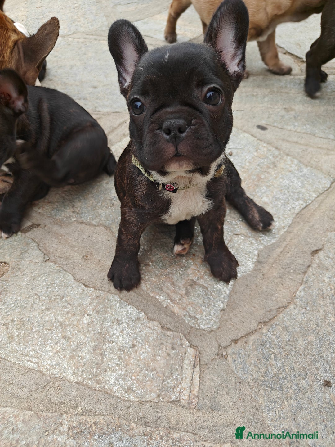 Bulldog Francese cani in vendita: CUCCIOLI DI BULLDOG FRANCESE a Provincia di Cuneo - Immagine 13
