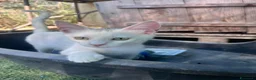 Europeo gatti in regalo: Gattina bianca 3 mesi - Annuncio 3