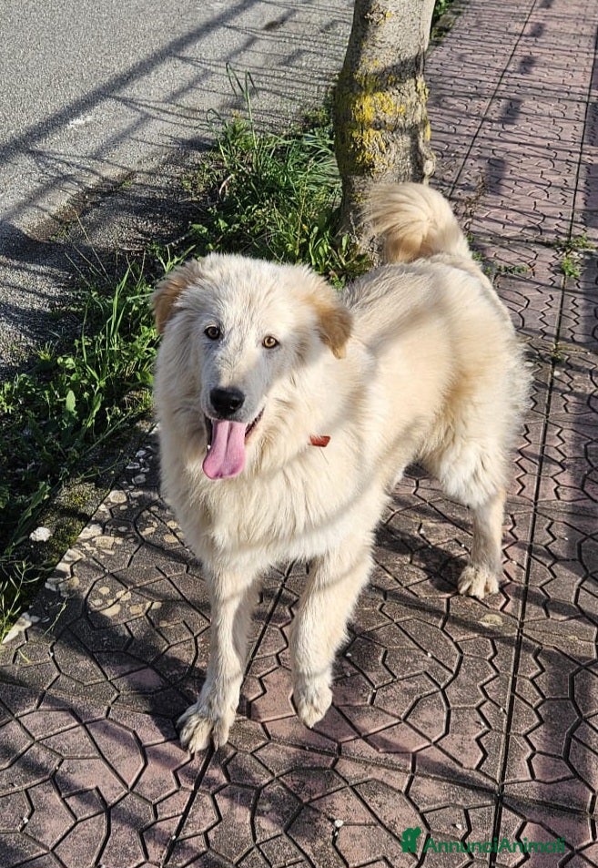 Meticcio cani AKI MIX GOLDEN - Annuncio 33