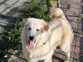 Meticcio cani AKI MIX GOLDEN - Annuncio 33