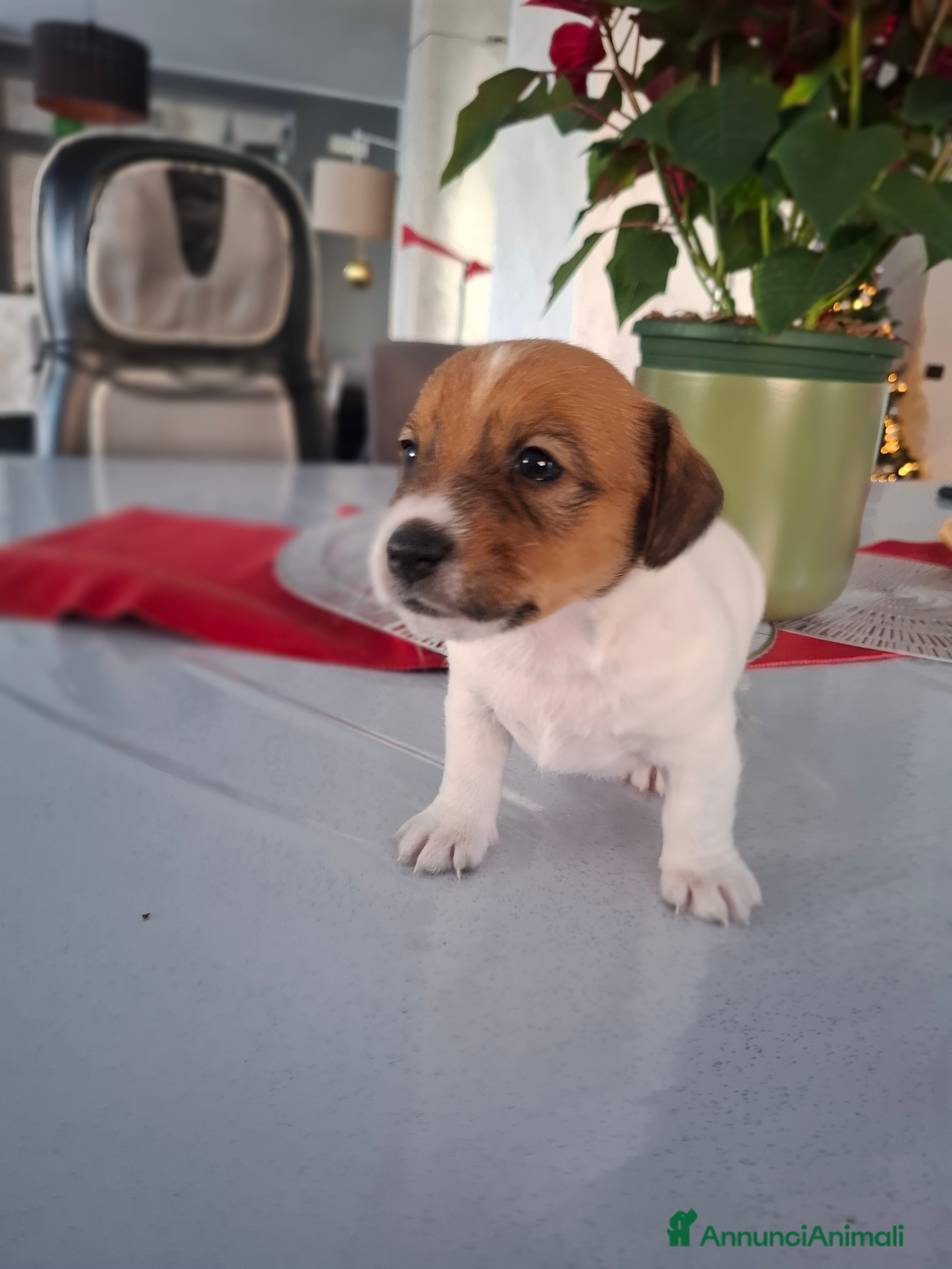 Jack Russell cani JACK RUSSEL ultimo maschietto Pedigree - Annuncio 2