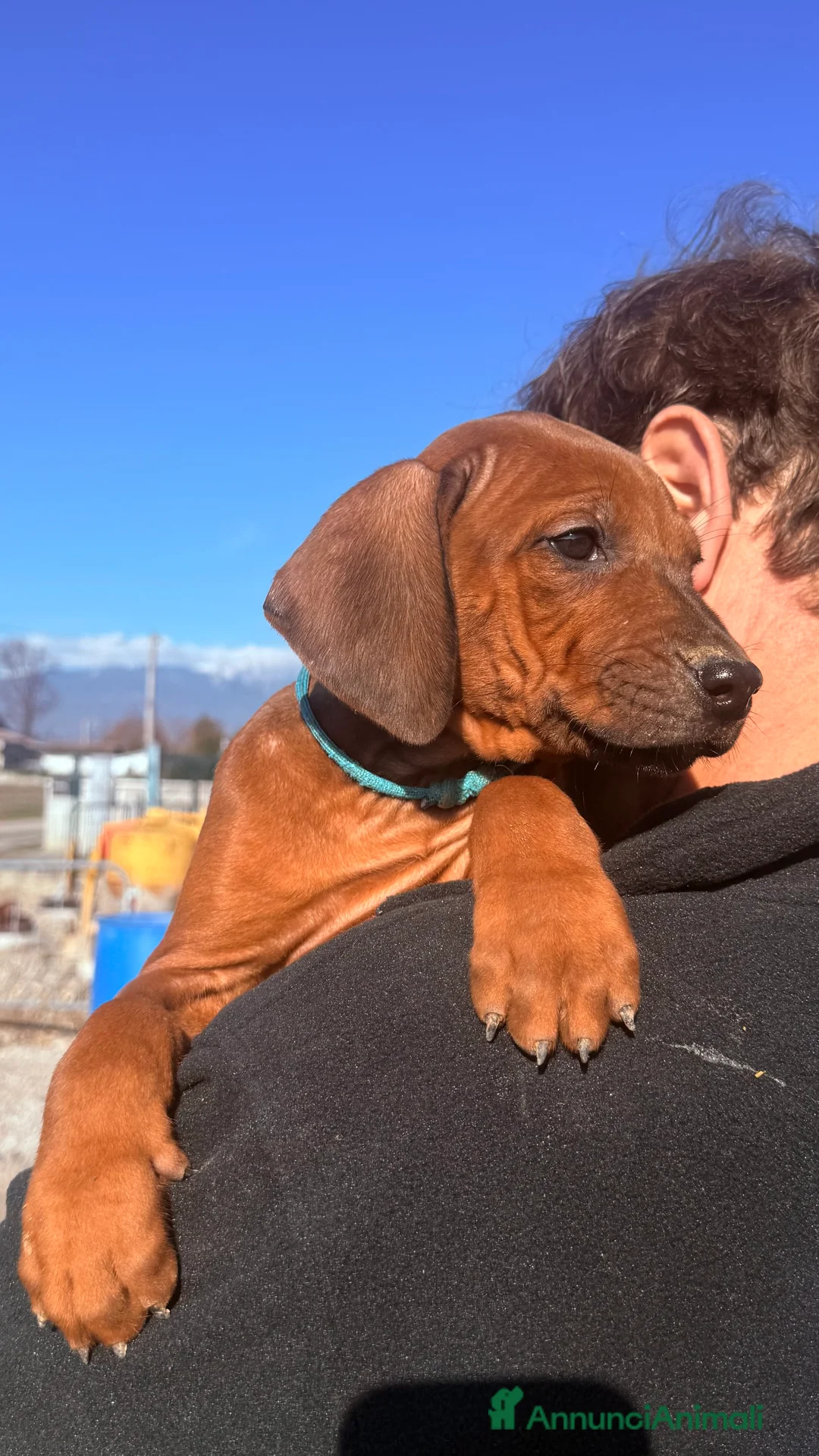 Rhodesian Ridgeback cani in vendita: Splendidi cuccioli di Rhodesian Ridgeback  - Annuncio 6