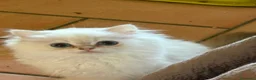 British gatti in vendita: Stupendi cuccioli di British  a Provincia di Perugia - Annuncio 5