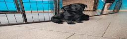 Labrador cani in vendita: Cuccioli neri di Labrador Retriever - Annuncio 5