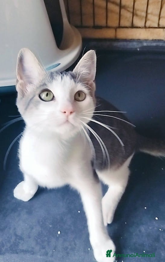 Europeo gatti MICINO 60 GG. DOLCISSIMO CERCA CASA - Annuncio 21