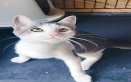 Europeo gatti in regalo: MICINO 60 GG. DOLCISSIMO CERCA CASA - Immagine 1