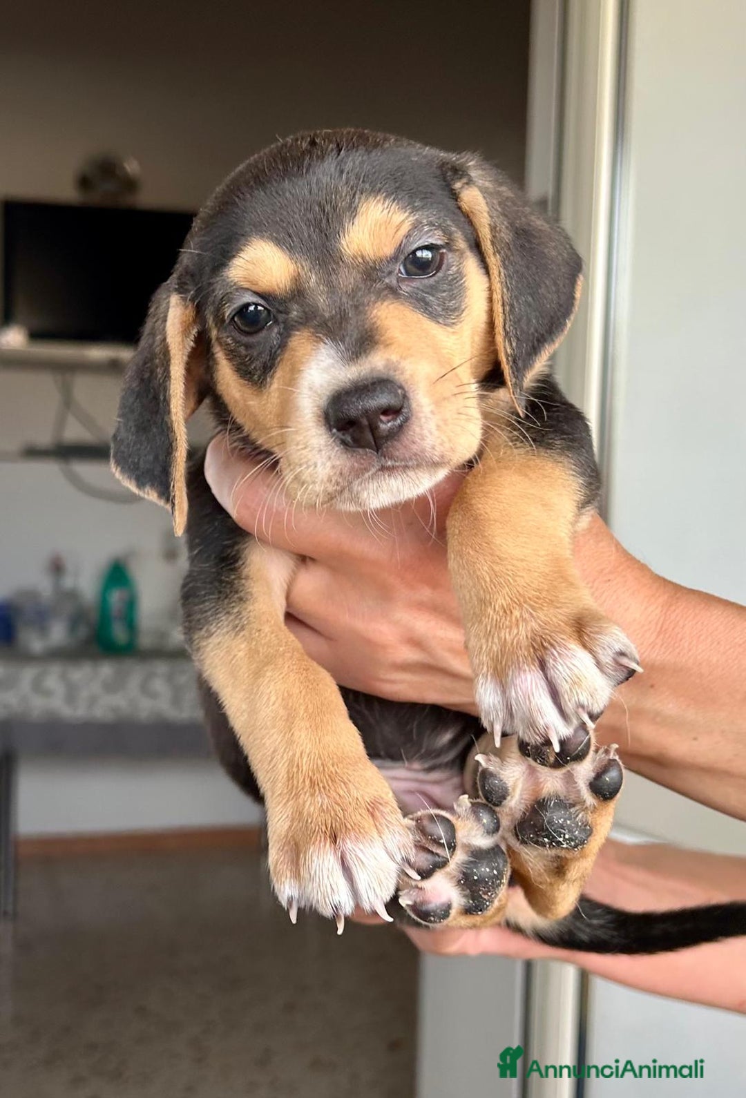 Altre razze cani in regalo: Milena ed i suoi 6 fratellini cercano casa a Città metropolitana di Roma Capitale - Annuncio 3