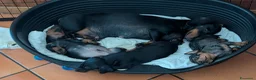 Bassotto cani in vendita: Bassotti tedeschi standard a pelo corto - Annuncio 13