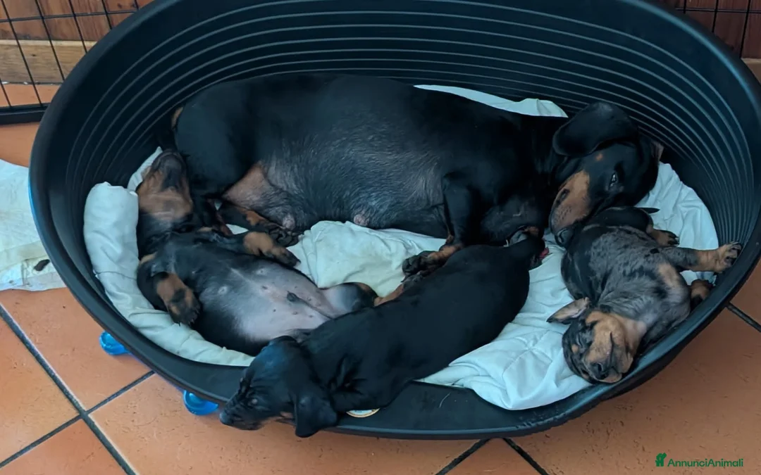 Bassotto cani in vendita: Bassotti tedeschi standard a pelo corto - Annuncio 13