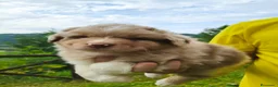 Australian Shepherd cani in vendita: Cuccioli Australian Shepherd con pedigree  - Annuncio 5