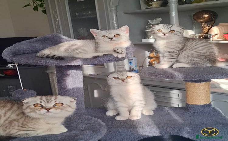 Scottish gatti - Annuncio 2