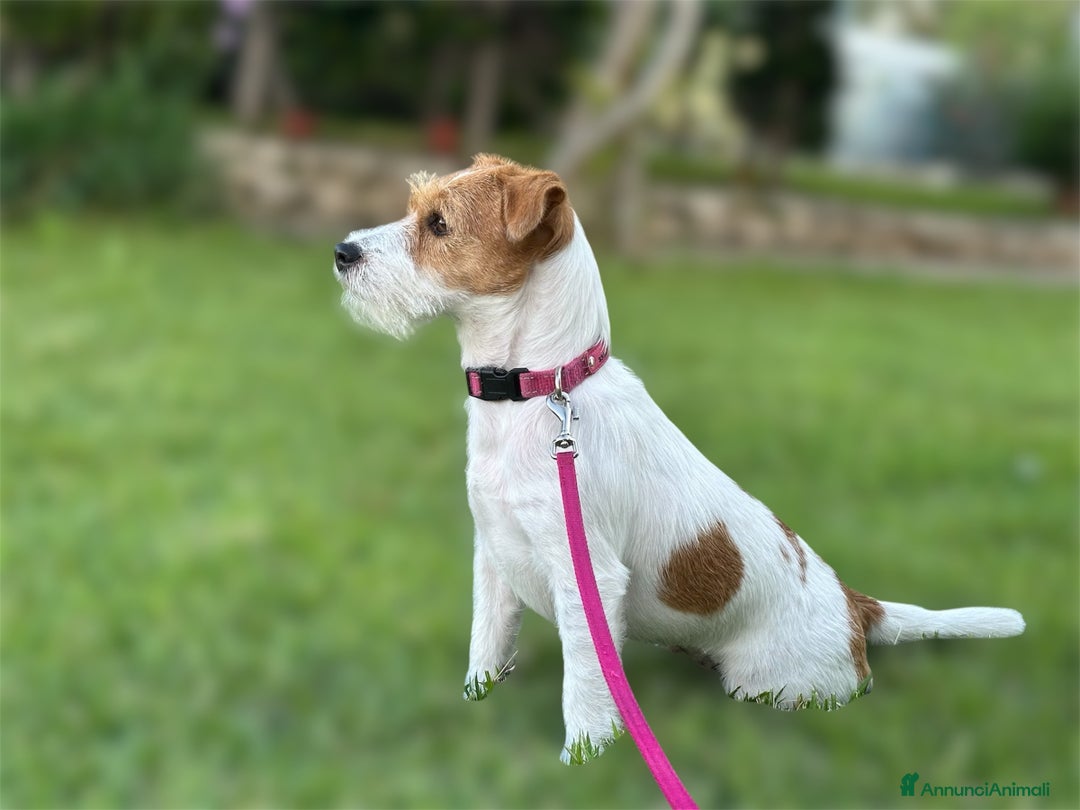 Jack Russell cani in vendita: Cucciolata Jack Russell Broken/Ruvidi - Annuncio 1