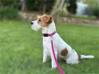 Jack Russell cani Cucciolata Jack Russell Broken/Ruvidi - Annuncio 5