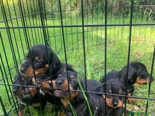 Bassotto cani Bassotti cresciuti in fattoria - Annuncio 1