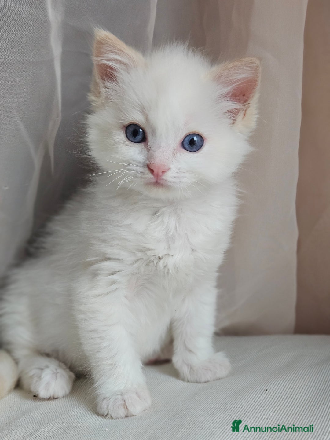 Ragdoll gatti in vendita: Stupenda cucciolata Ragdoll - Annuncio 3