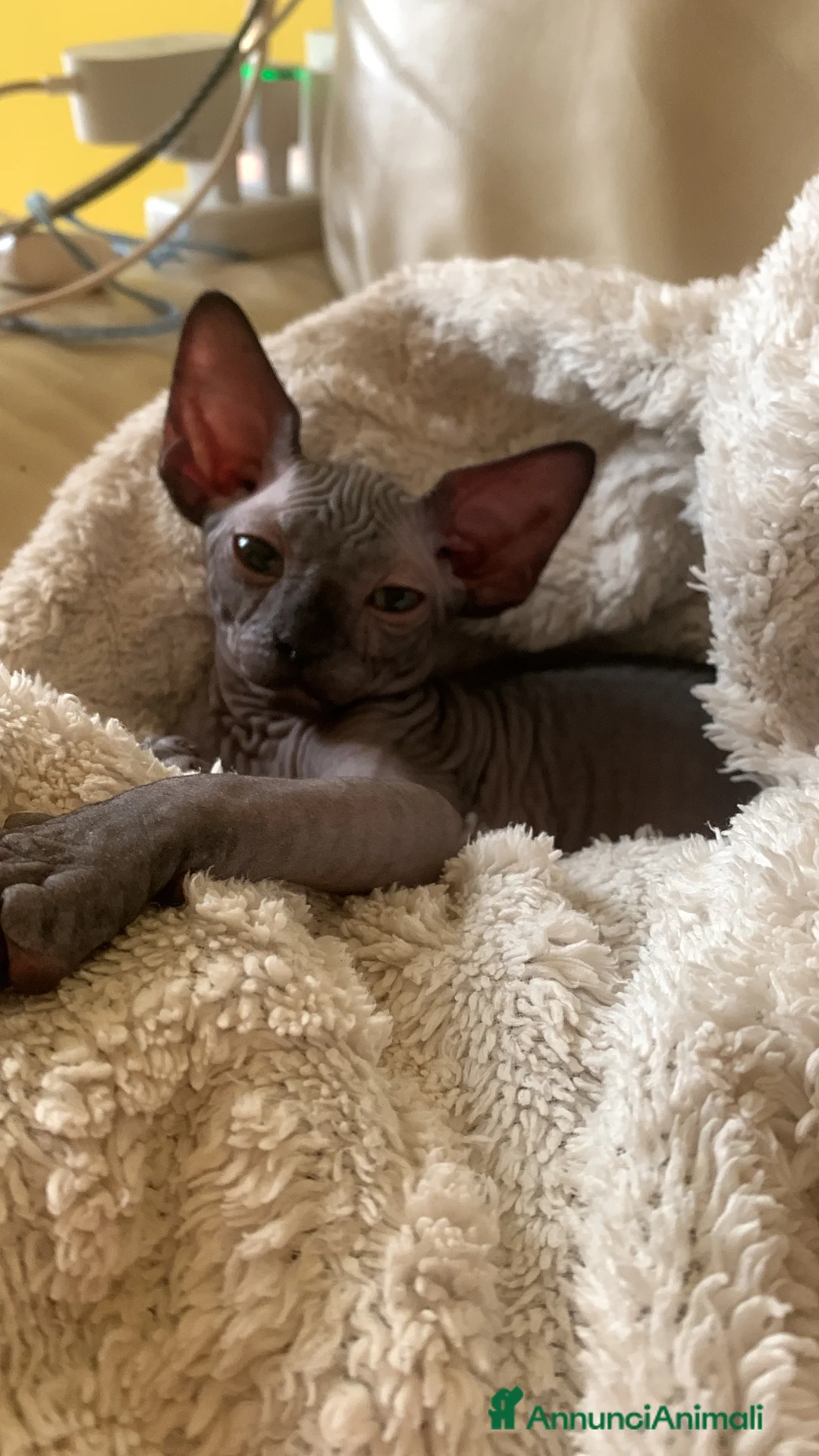 Sphynx gatti in vendita: Sphynx subito disponibili  - Annuncio 3