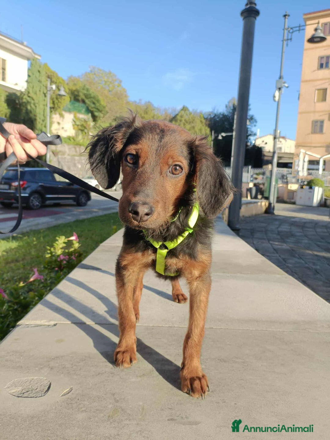 Meticcio cani in regalo: ALBANO, timido cucciolino TAGLIA PICCOLA! - Annuncio 2