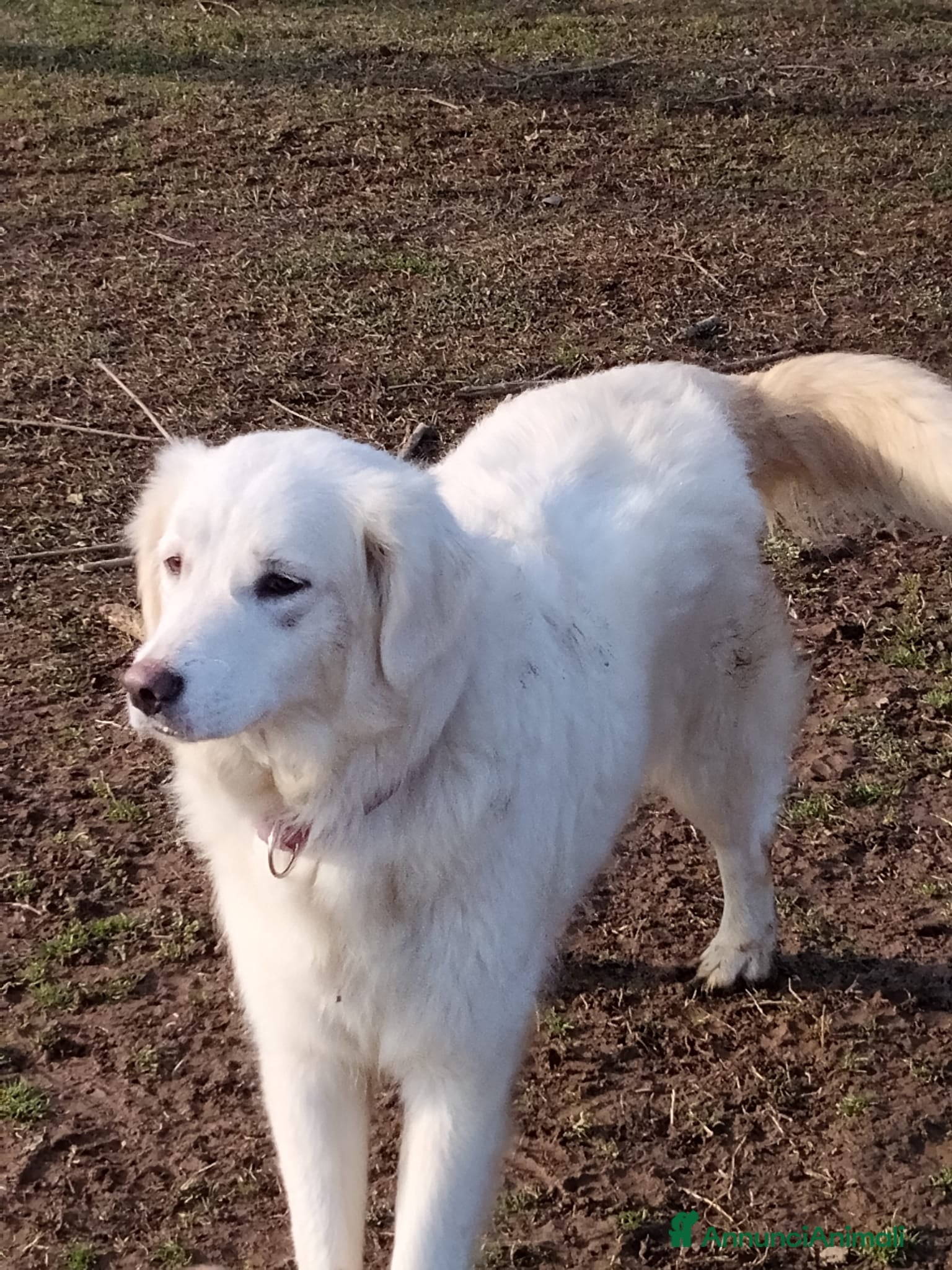 Meticcio cani Emma  - Annuncio 2