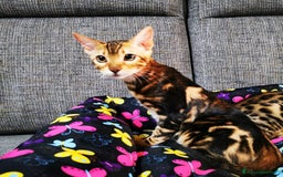 Bengala gatti in vendita: BENGALA CUCCIOLI  - Immagine 1