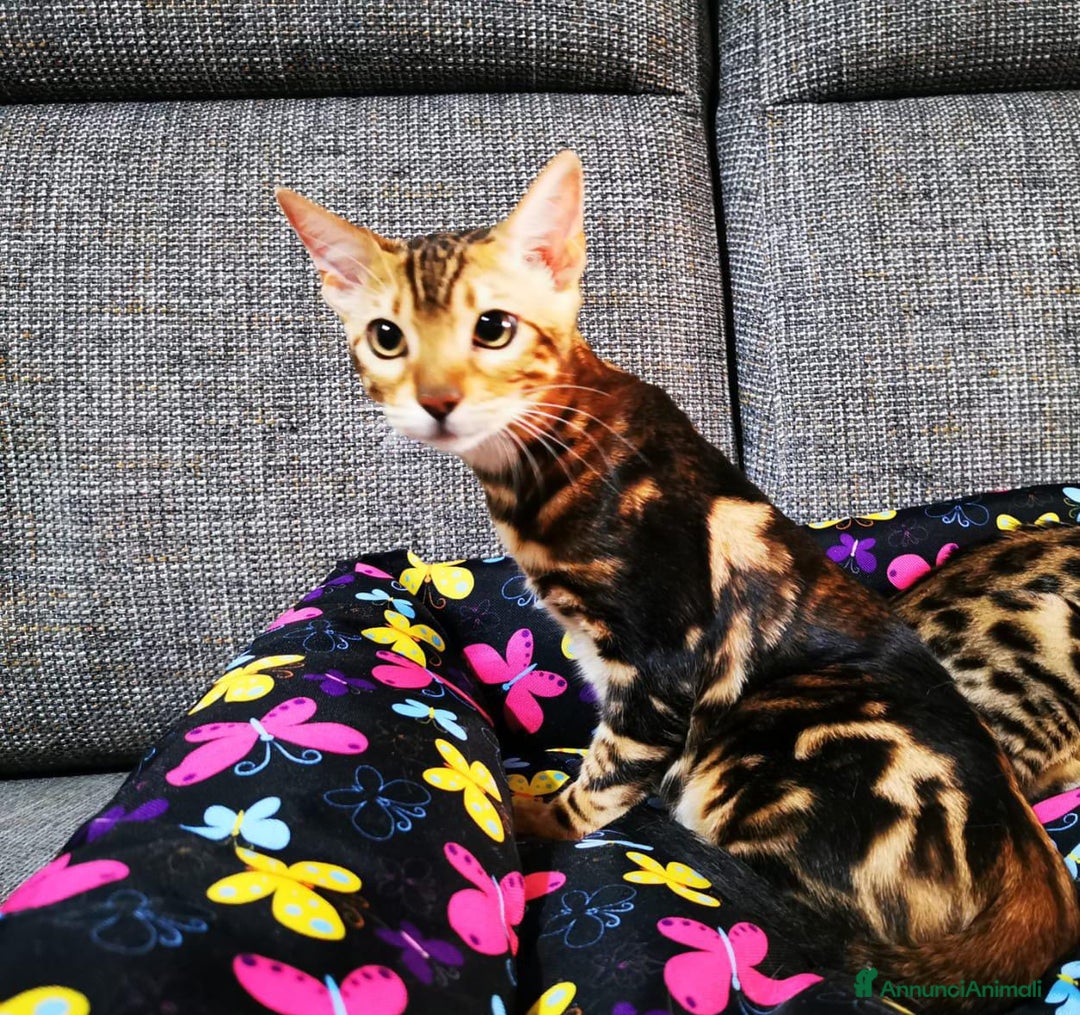 Bengala gatti in vendita: BENGALA CUCCIOLI  - Immagine 1
