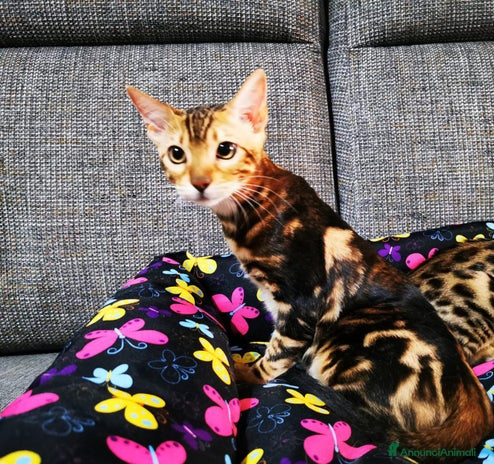 Bengala gatti - Annuncio 7