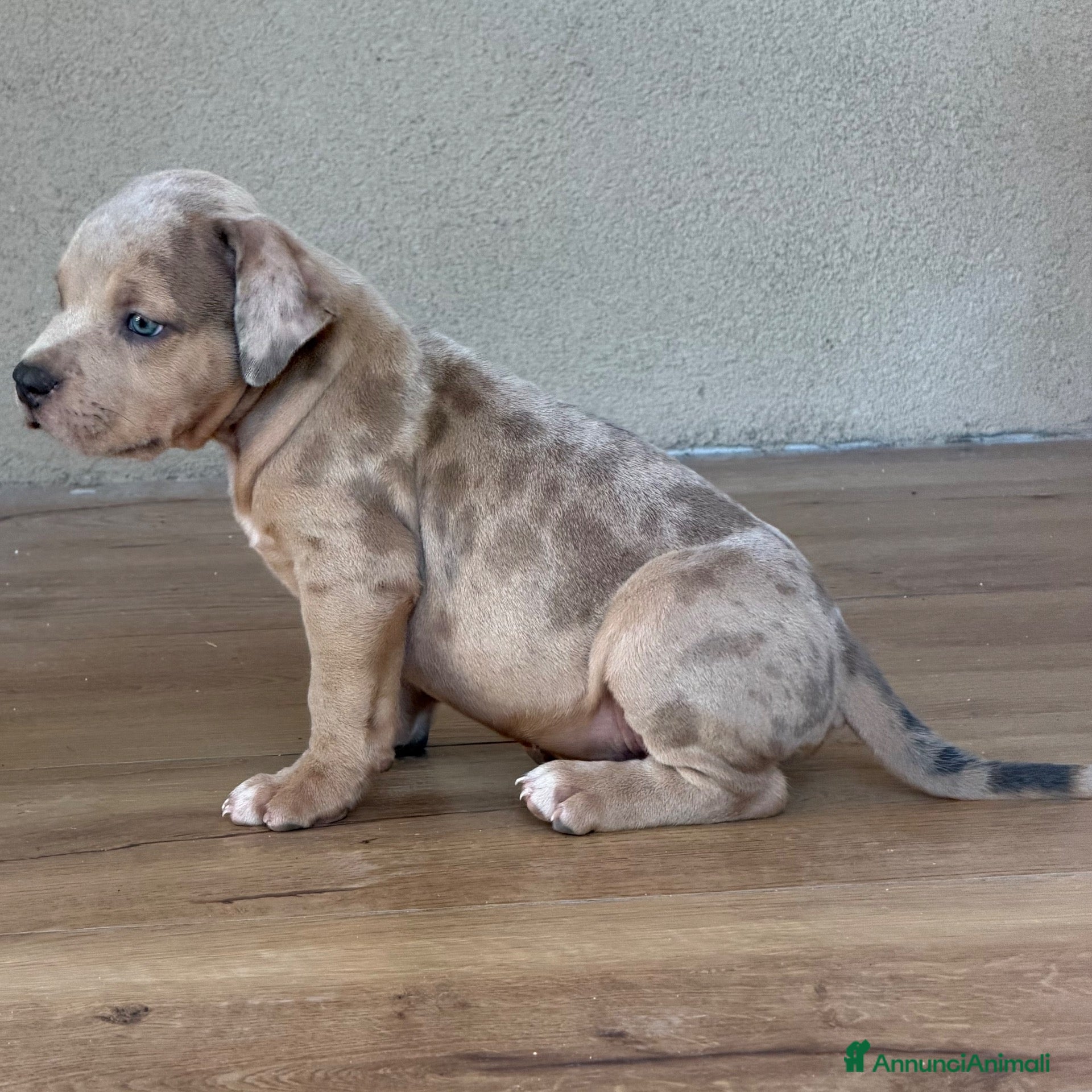 American Bully cani American Bully XL - Annuncio 7