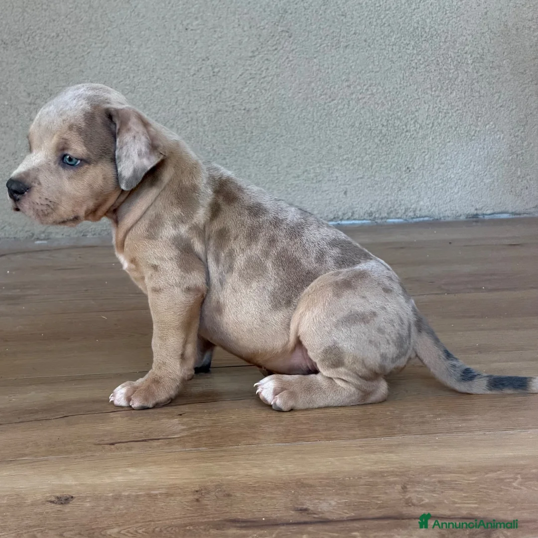 American Bully cani in vendita: American Bully XL - Annuncio 1