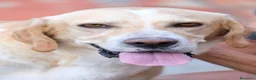 Meticcio cani in regalo: L' AMICO PERFETTO NELLA CASA VUOTA: SALVIAMO HARRY - Annuncio 1