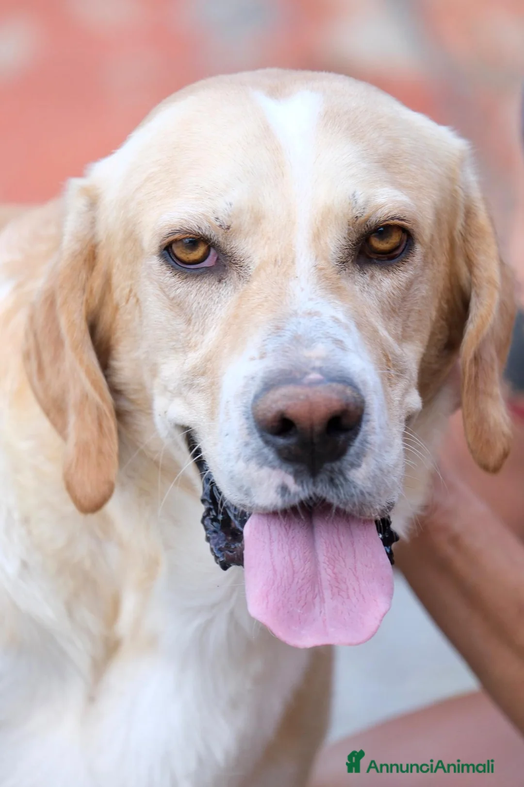 Meticcio cani in regalo: L' AMICO PERFETTO NELLA CASA VUOTA: SALVIAMO HARRY - Annuncio 1