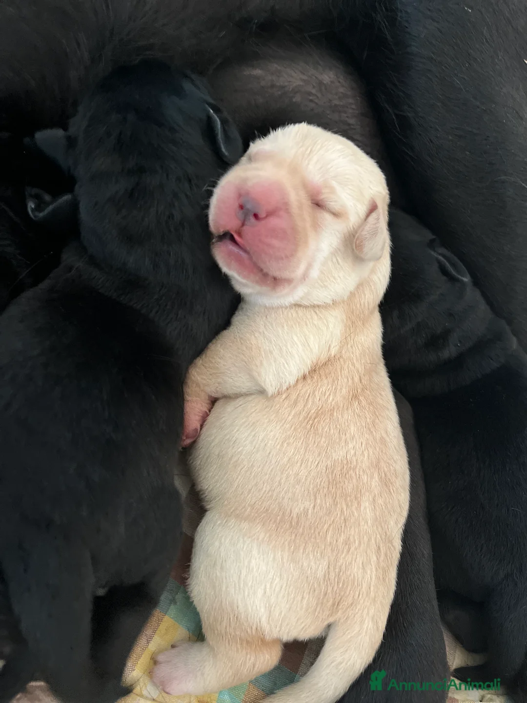 Immagine della galleria {{count}}