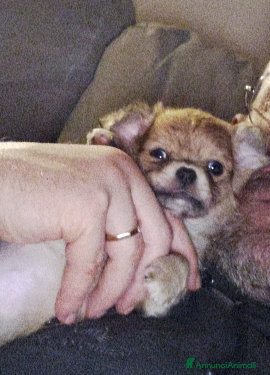 Chihuahua cani in vendita: Cucciole di chihuahua - Annuncio 7