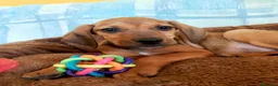 Meticcio cani in regalo: Cuccioli 2 mesi taglia media - Annuncio 3