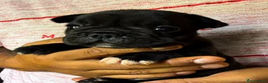 Bulldog Francese 2