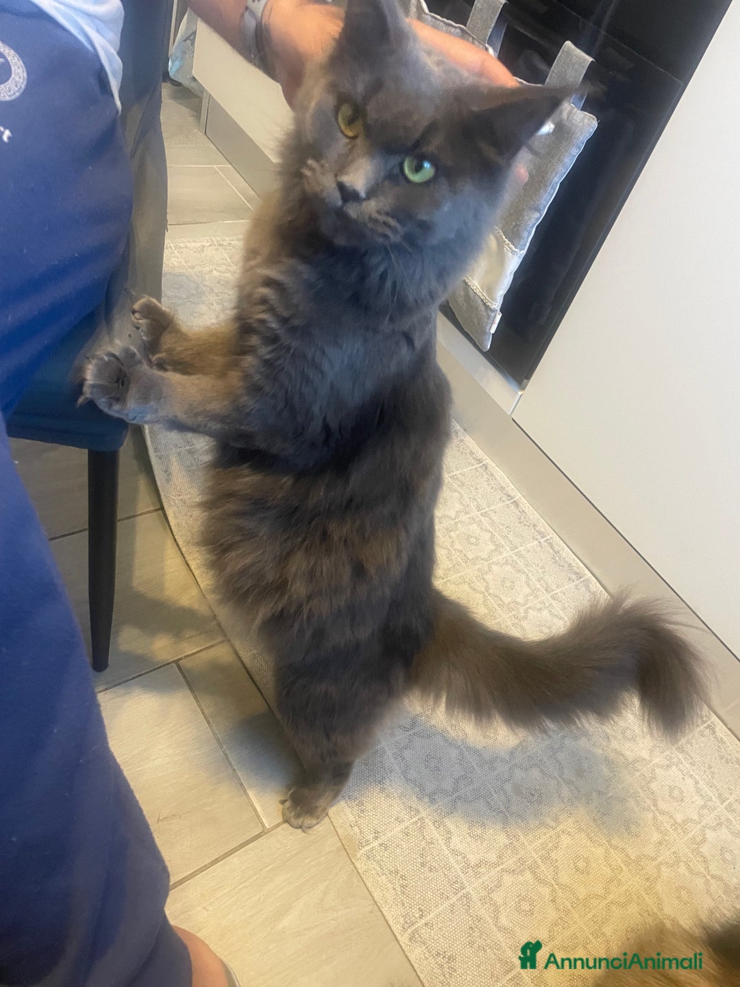 Maine Coon gatti in vendita: Mainecoon - Annuncio 9