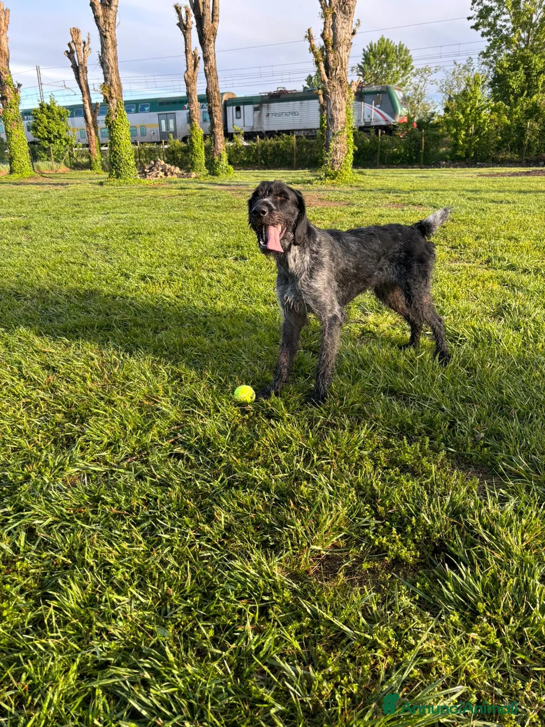 Drahthaar cani in regalo: IBRA, sfortunato drahthaar in regalo a Città metropolitana di Milano - Annuncio 6