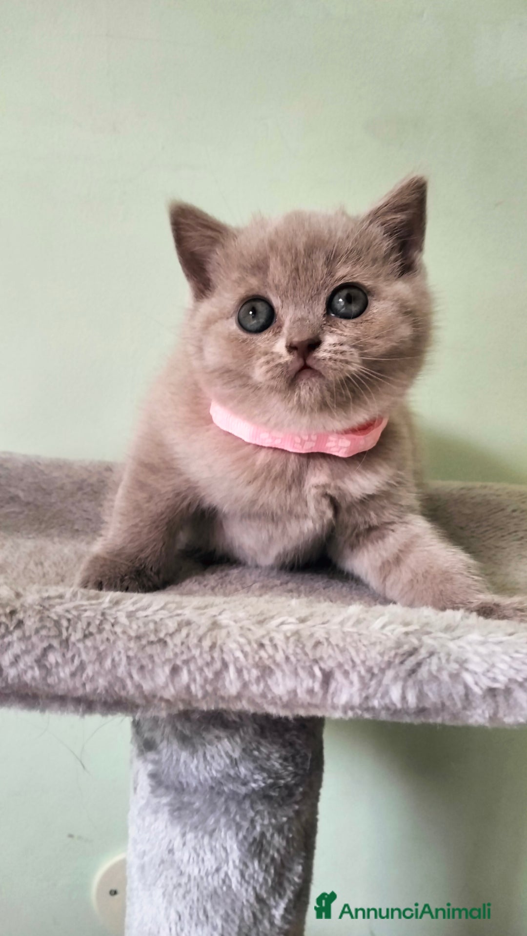 British gatti in vendita: Cuccioli British/Scottish  - Annuncio 4