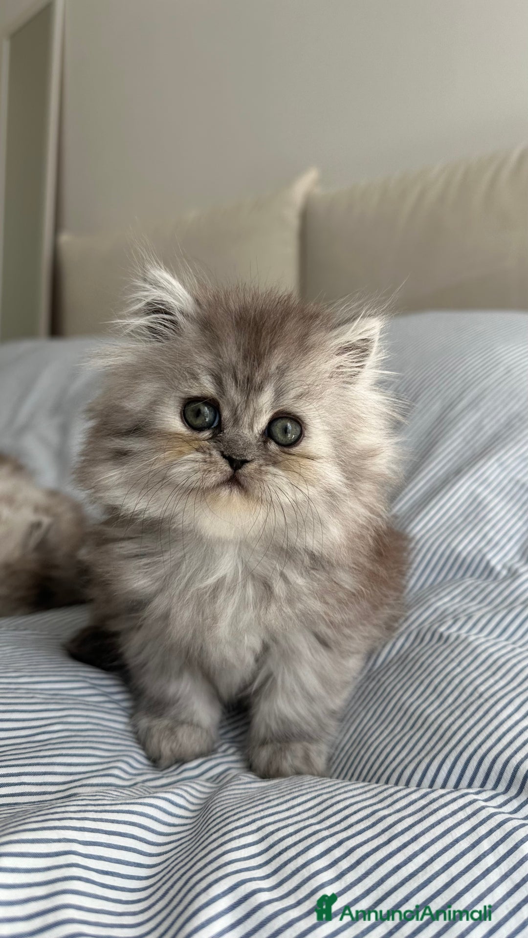 Persiano gatti in vendita: Gattina persiana chincilla Fumè - Annuncio 4