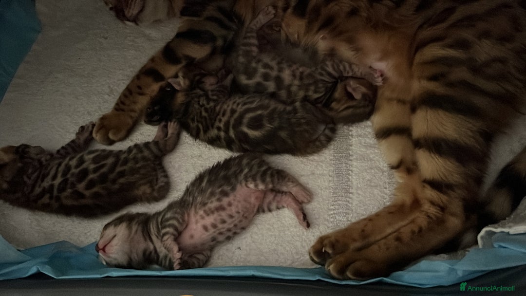 Bengala gatti in vendita: Cuccioli Bengala spotted ben 24 prenotazione  a Città Metropolitana di Bari - Immagine 18