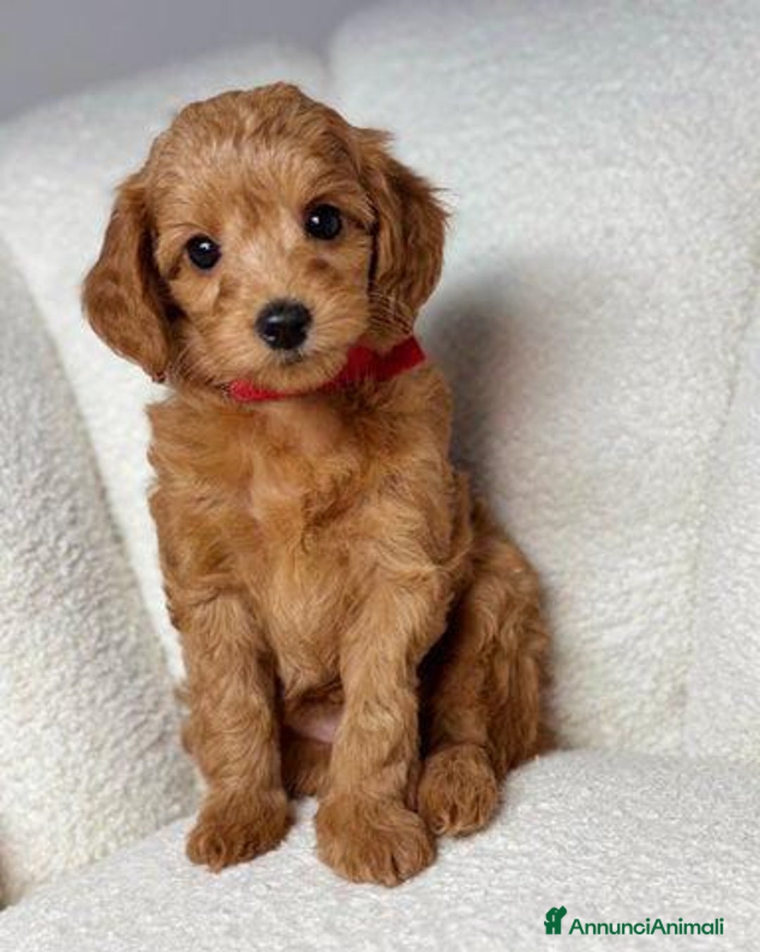 Meticcio cani in vendita: Cuccioli di Mini Goldendoodle F1BB - Annuncio 2
