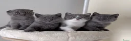 Scottish gatti in vendita: Scottish fold e straight  - Annuncio 3