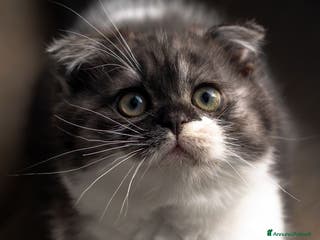 Scottish gatti Gattino Scottish fold - Annuncio 2