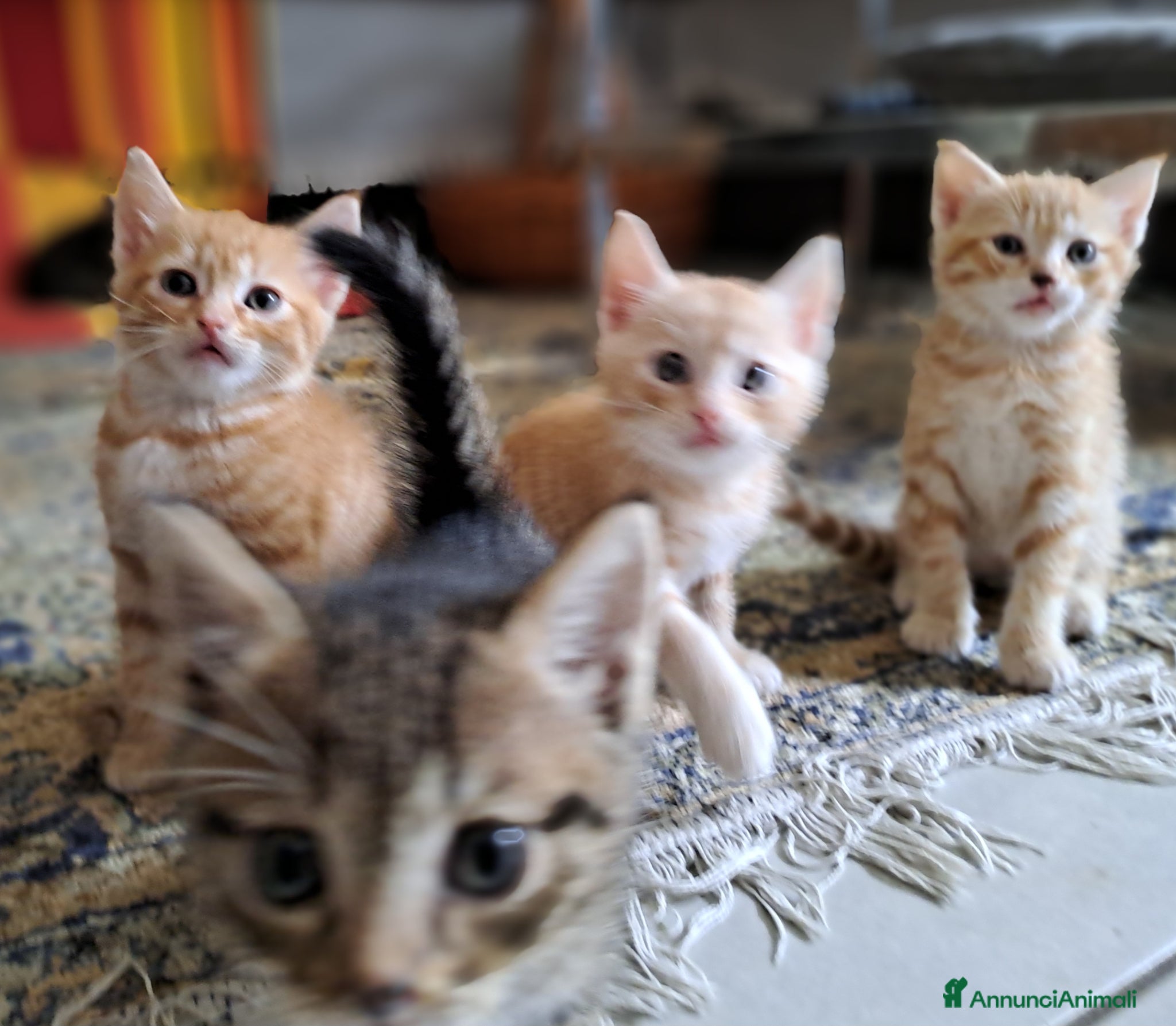 Europeo gatti in regalo: Splendidi gattini cercano casa - Annuncio 8