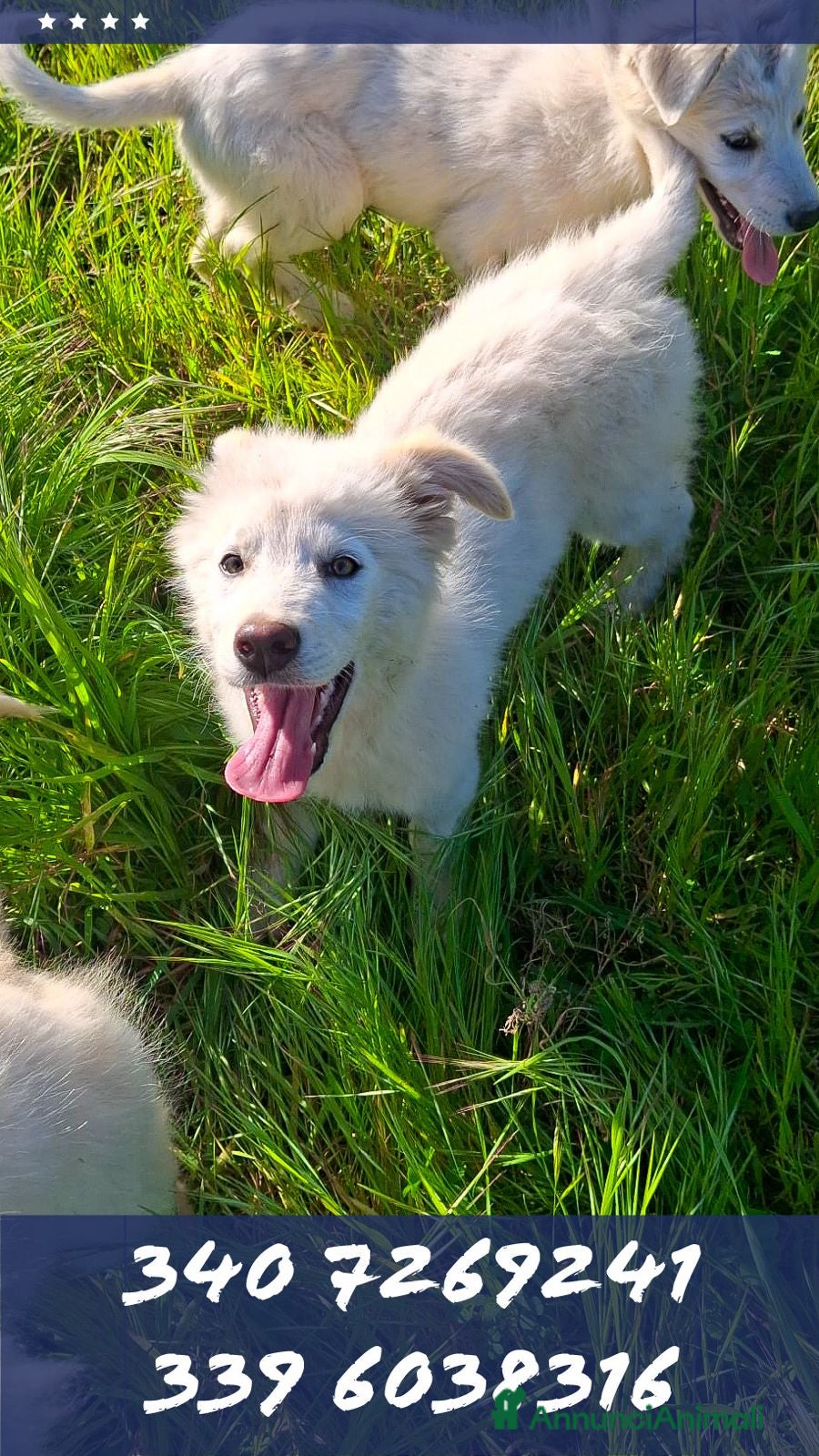 Meticcio cani GAIA 🩷 - cucciola mix pastore, dolce, cerca casa - Annuncio 23