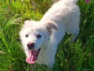 Meticcio cani GAIA 🩷 - cucciola mix pastore, dolce, cerca casa - Annuncio 27
