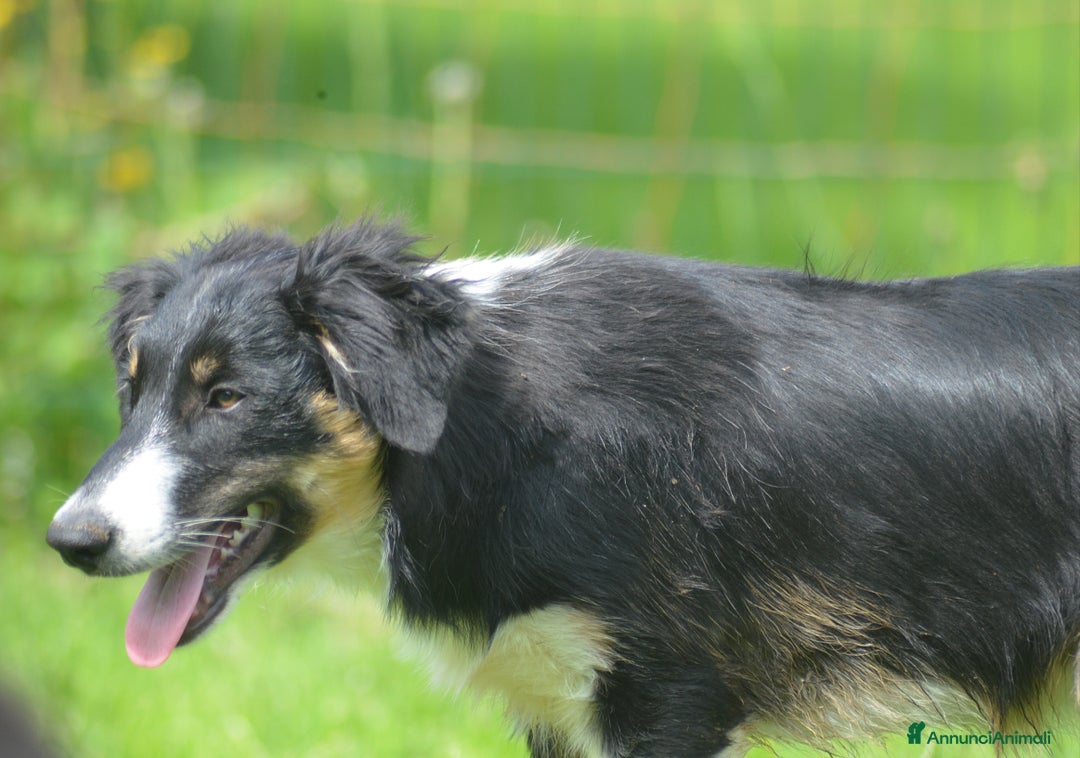 Border Collie cani in vendita: Border Collie con pedigree  a Provincia di Vicenza - Immagine 5