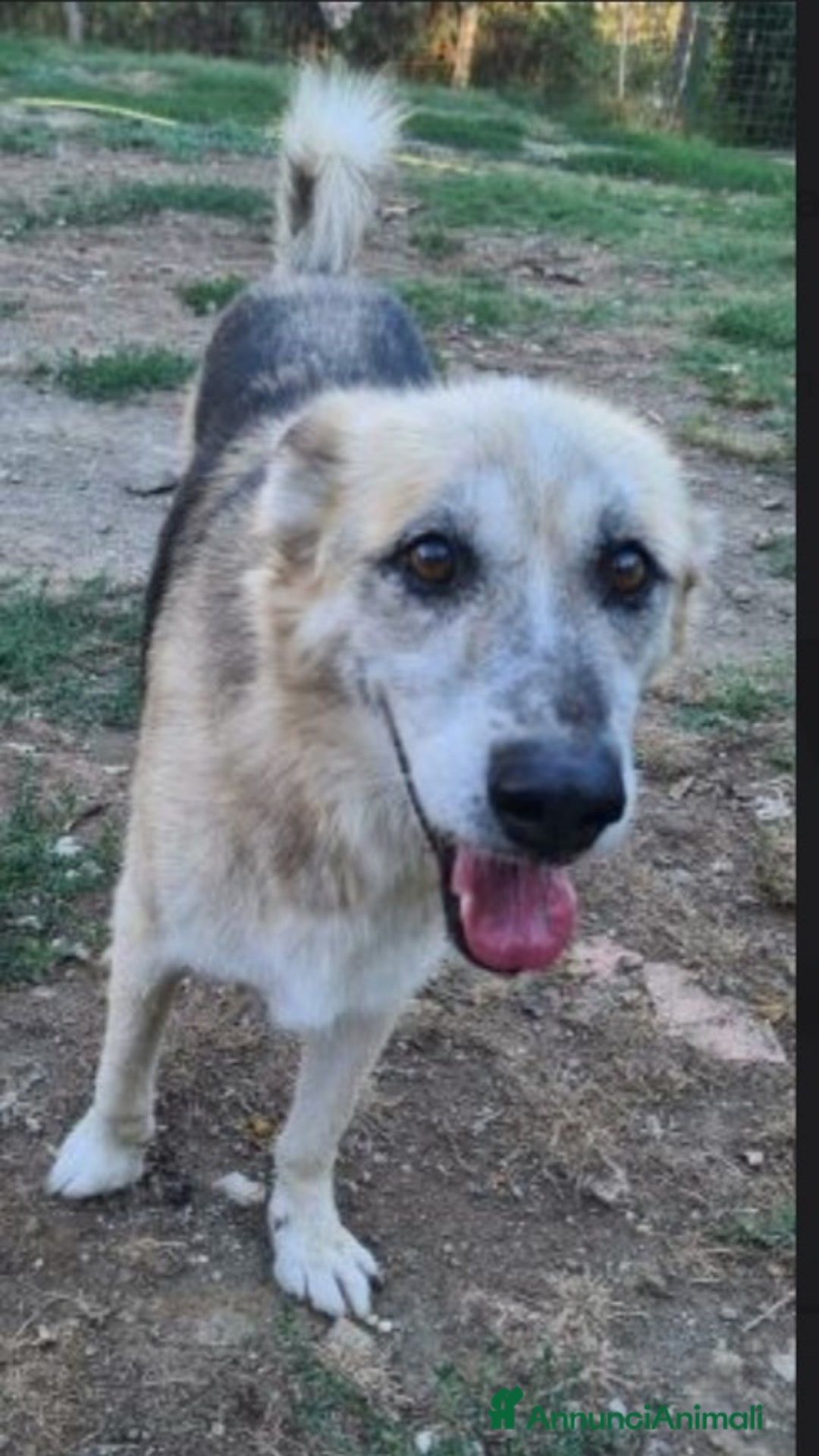 Meticcio cani in regalo: Pastorino 13anni MAI AVUTO 1CASA.LAZIO a Città metropolitana di Milano - Annuncio 3