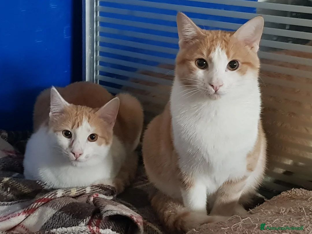 Meticcio gatti in regalo: ANGELINO e STEFANO cercano casa a PARMA - Annuncio 1