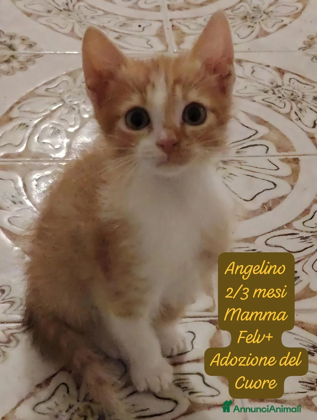 Europeo gatti in regalo: Tanti gattini desiderosi di trovare casa  a Provincia di Bergamo - Annuncio 1